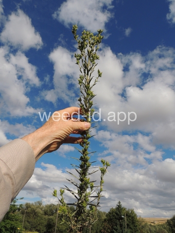 tarweed, cluster